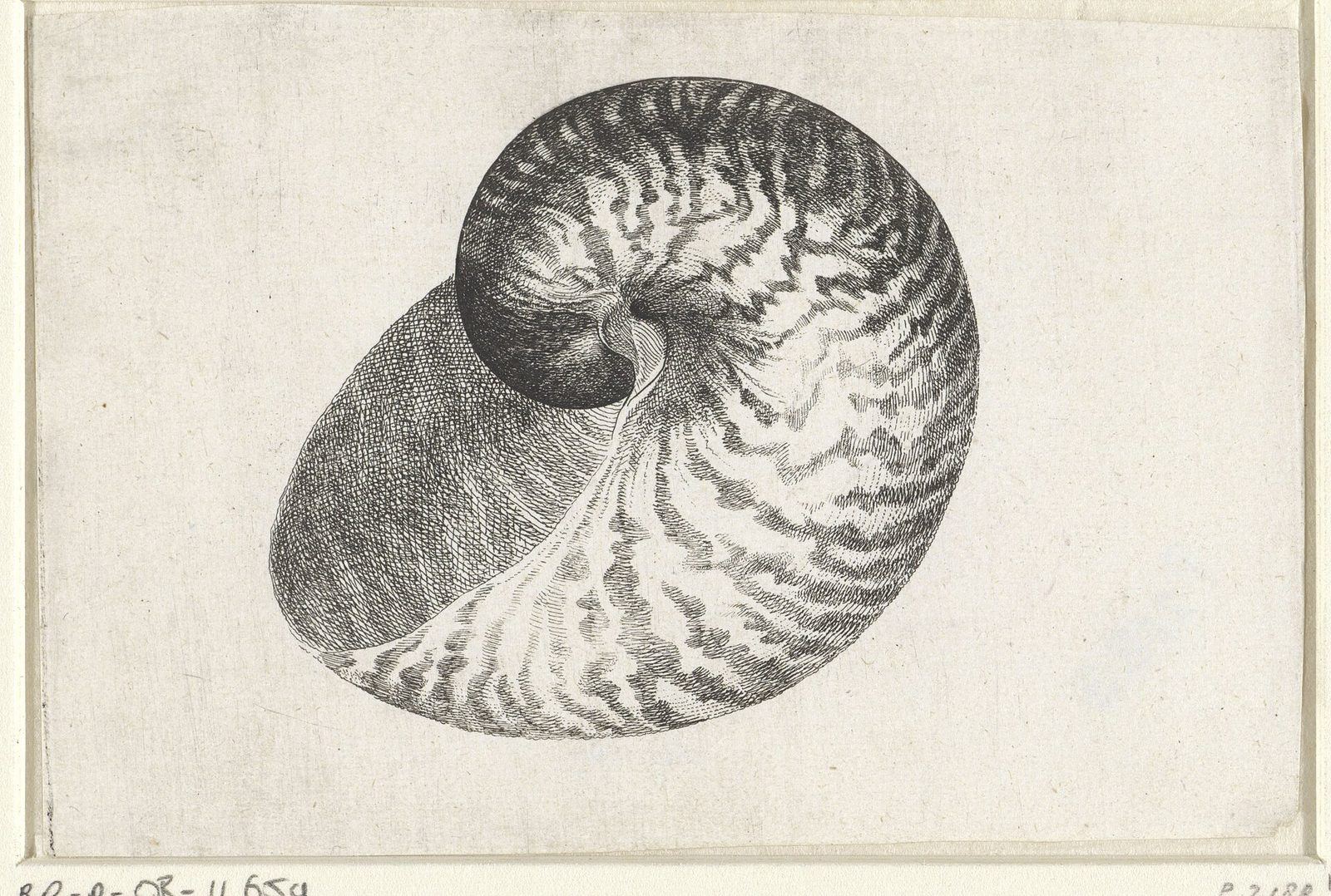 A nautilus shell, its chambers spiralling outward